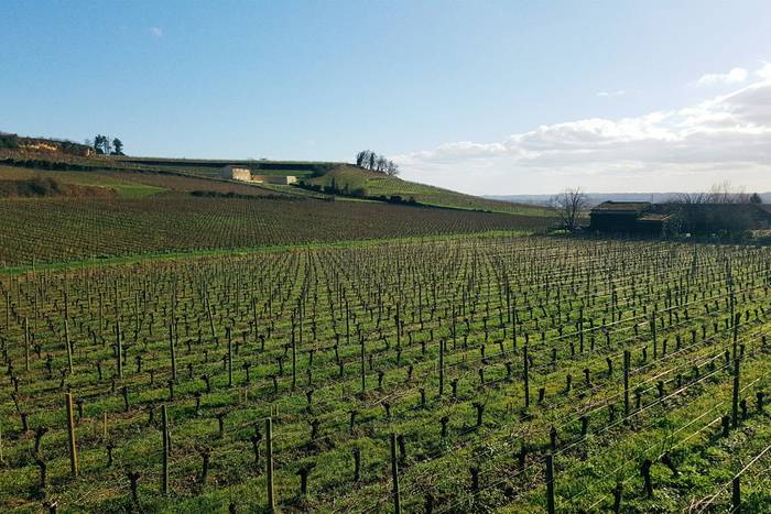 Vineyards just outside Saint Emilion